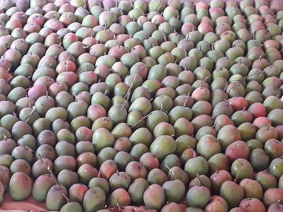 Mangoes